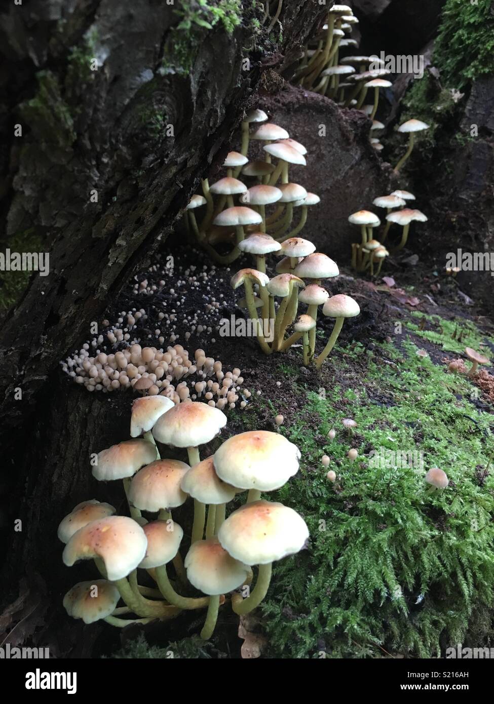 Funghi selvatici Foto Stock