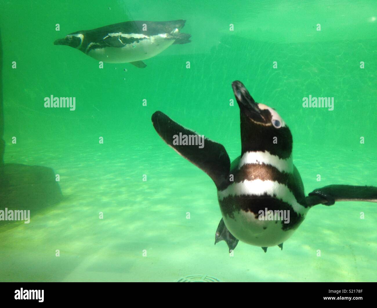 Penguin sotto l'acqua Foto Stock