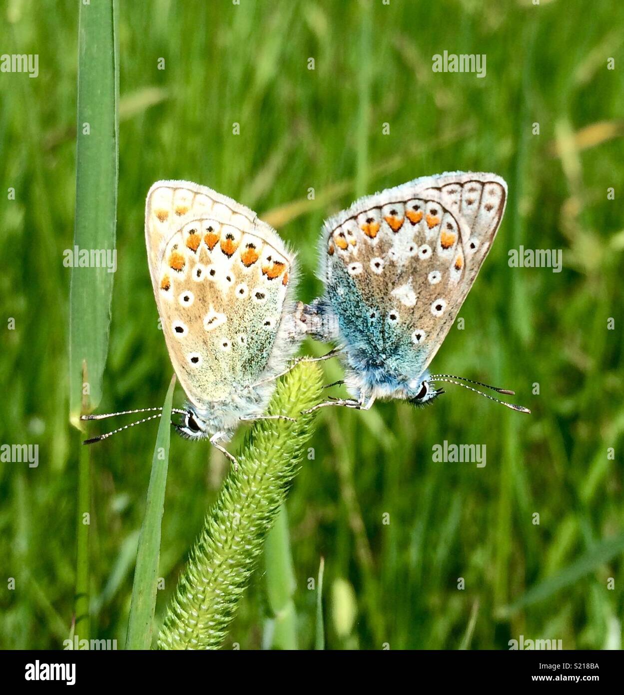 Due farfalle Foto Stock