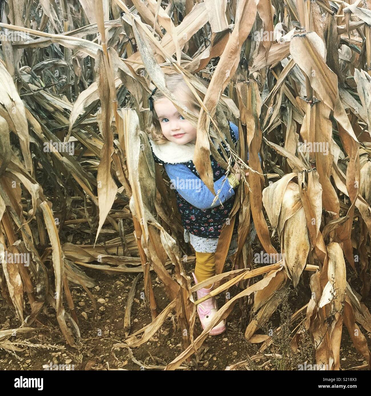 Un giovane bambino in un labirinto di mais Foto Stock