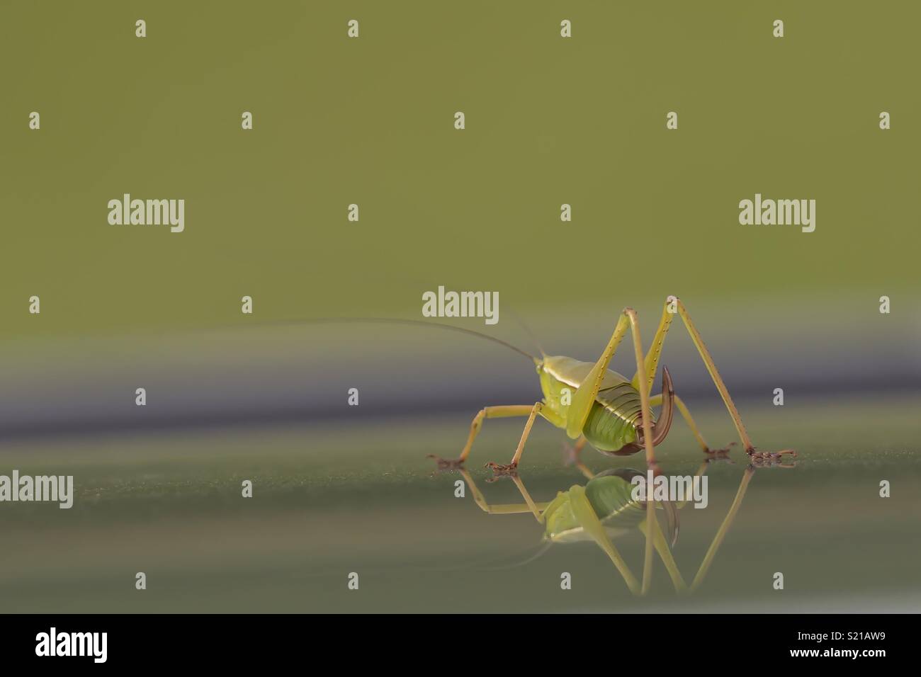 Spada Tailed Grasshopper Foto Stock