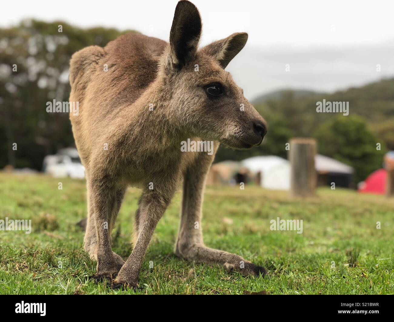 I giovani canguri in Australia Foto Stock