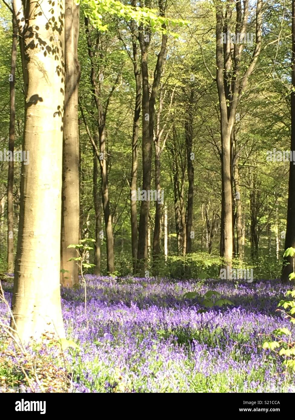 A ovest di boschi, Marlborough Foto Stock