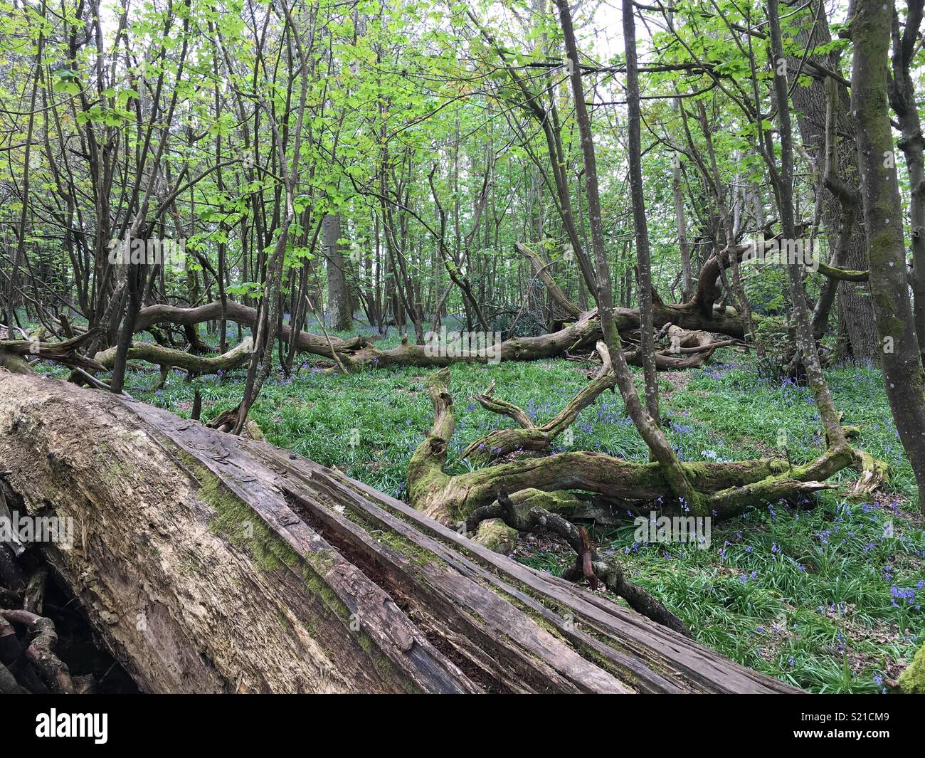 Forestscape Foto Stock