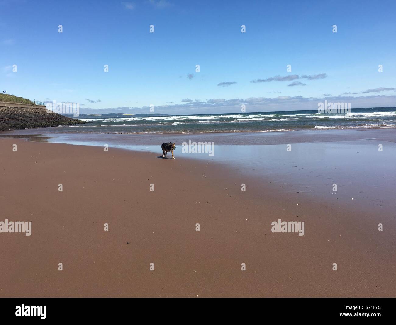 Cane sulla spiaggia in Scozia Foto Stock