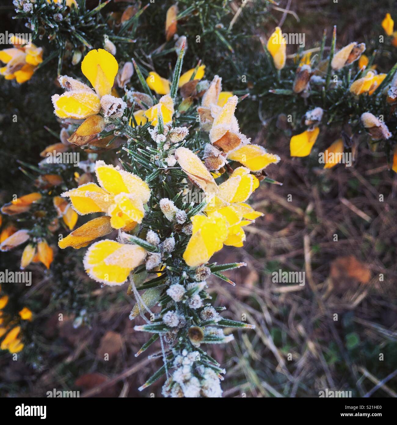 La brina su Gorse Foto Stock