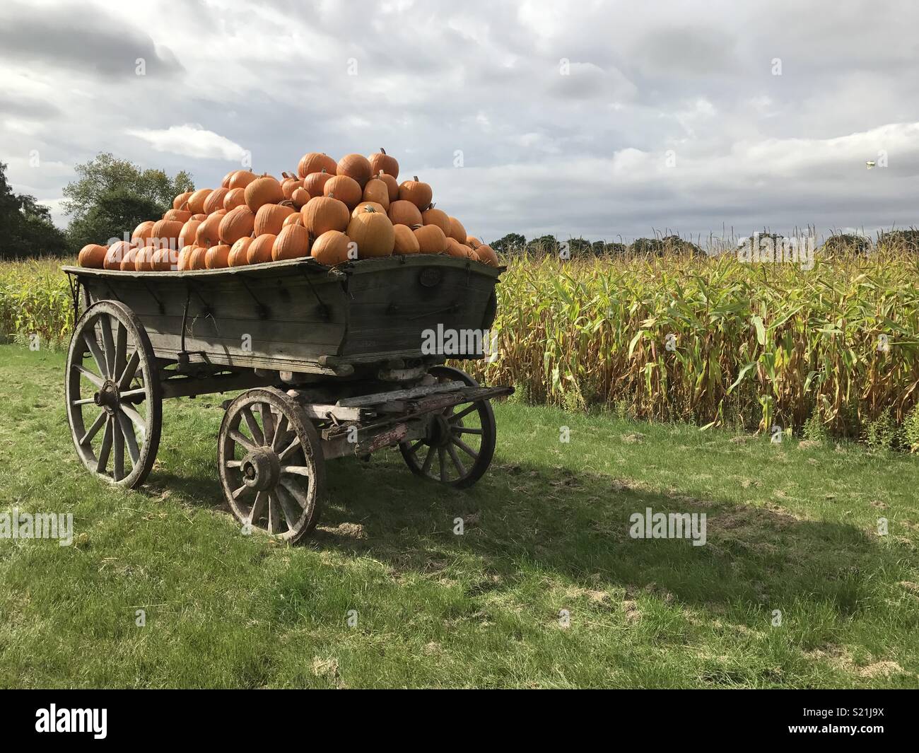 Carrello carico di zucche Foto Stock