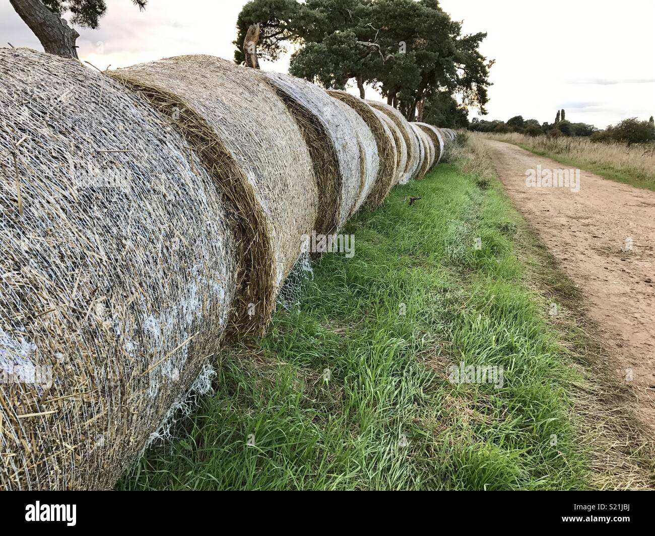 Fila di balle di paglia Foto Stock