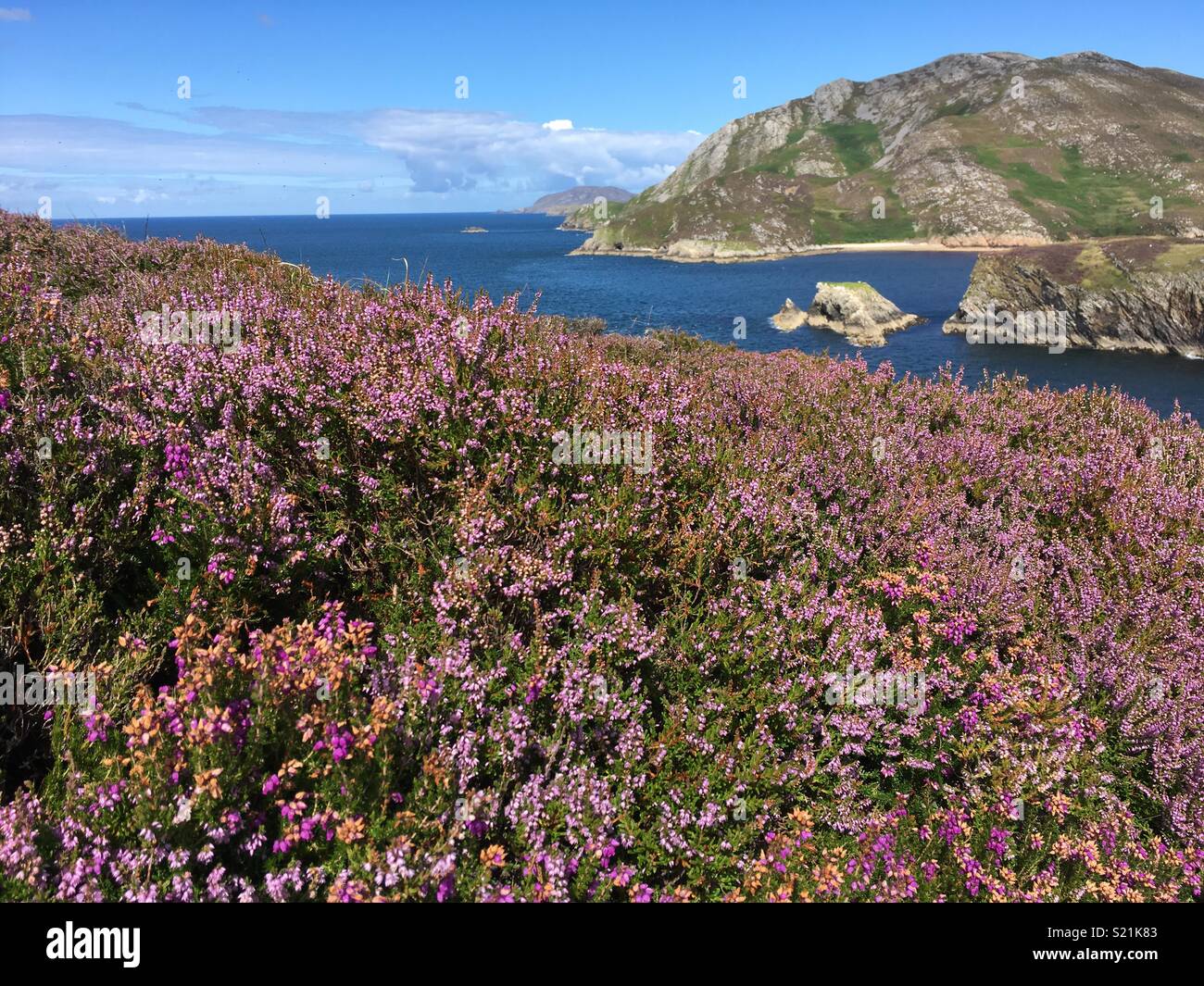 Costa irlandese e heather in primo piano Foto Stock