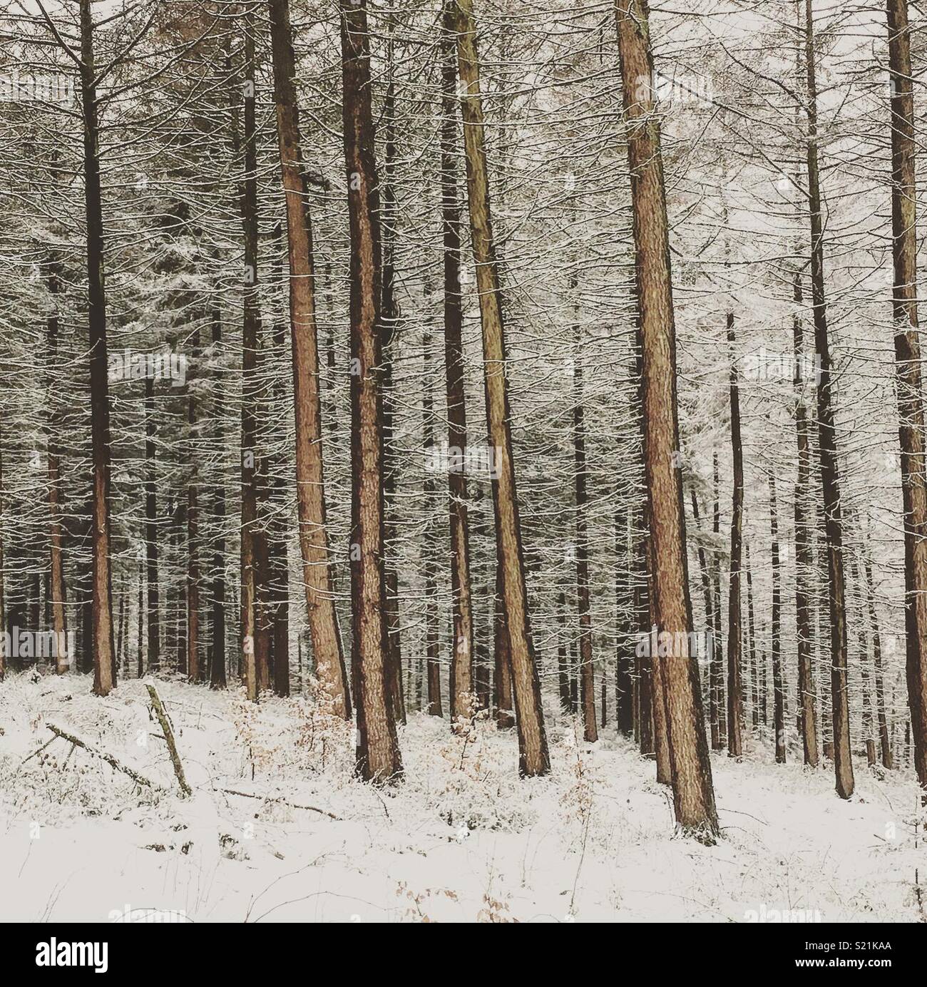 Inverno - Macclesfield Forest Foto Stock