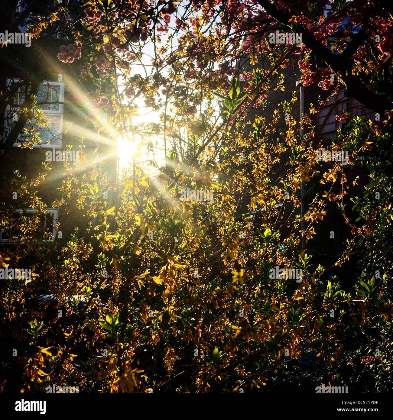 Sunburst attraverso gli alberi in primavera - Immagine stock catturata con smartphone