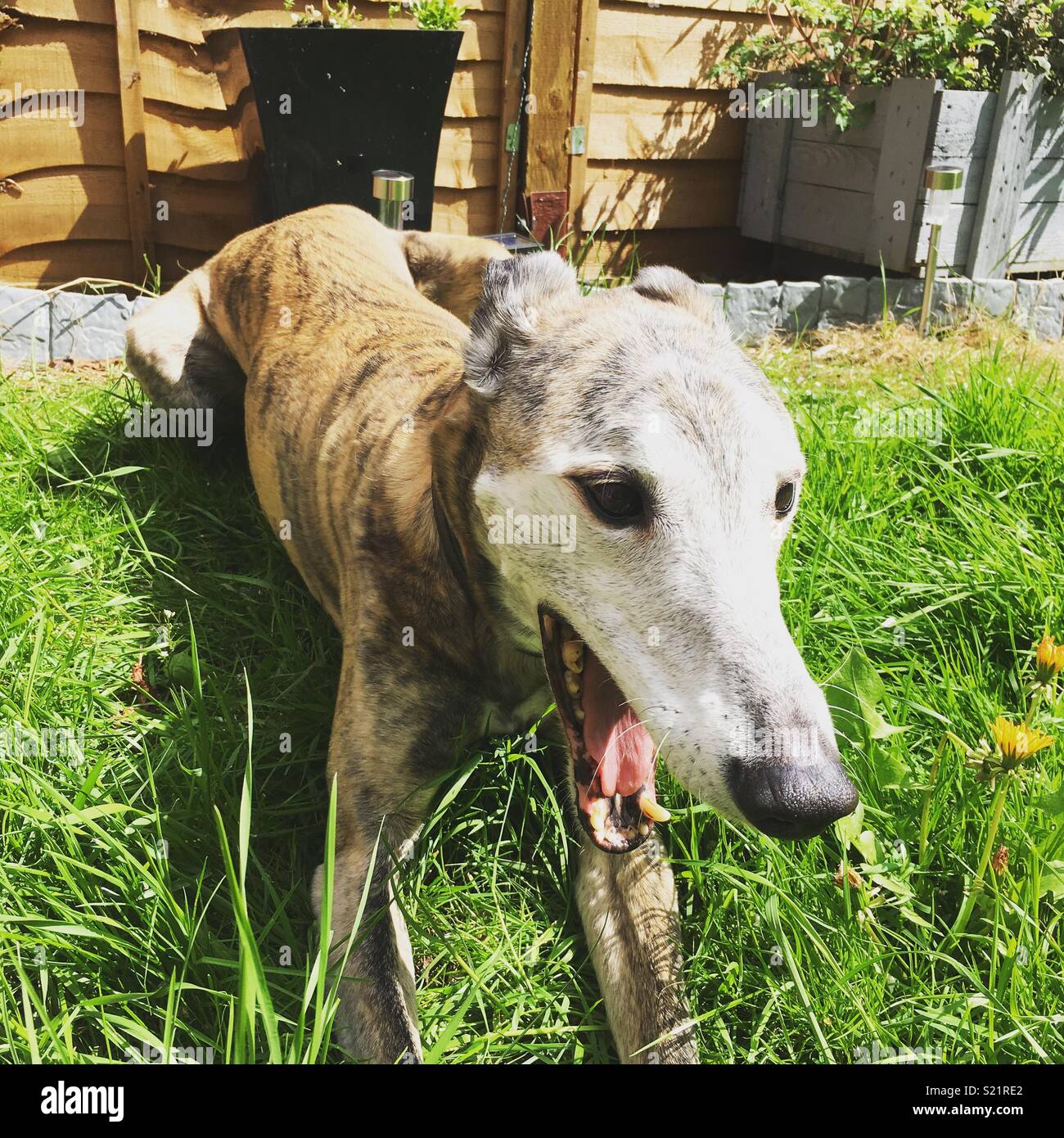 Felice greyhound rescue al sole Foto Stock