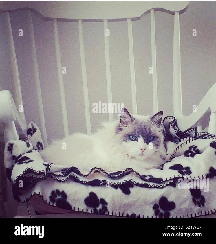 Bella rag doll gatto, Foto Stock