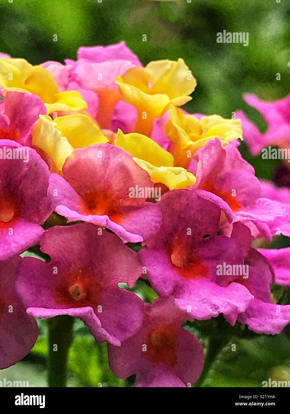 Rosa e fiori gialli macro shot, Lantana camara Foto Stock