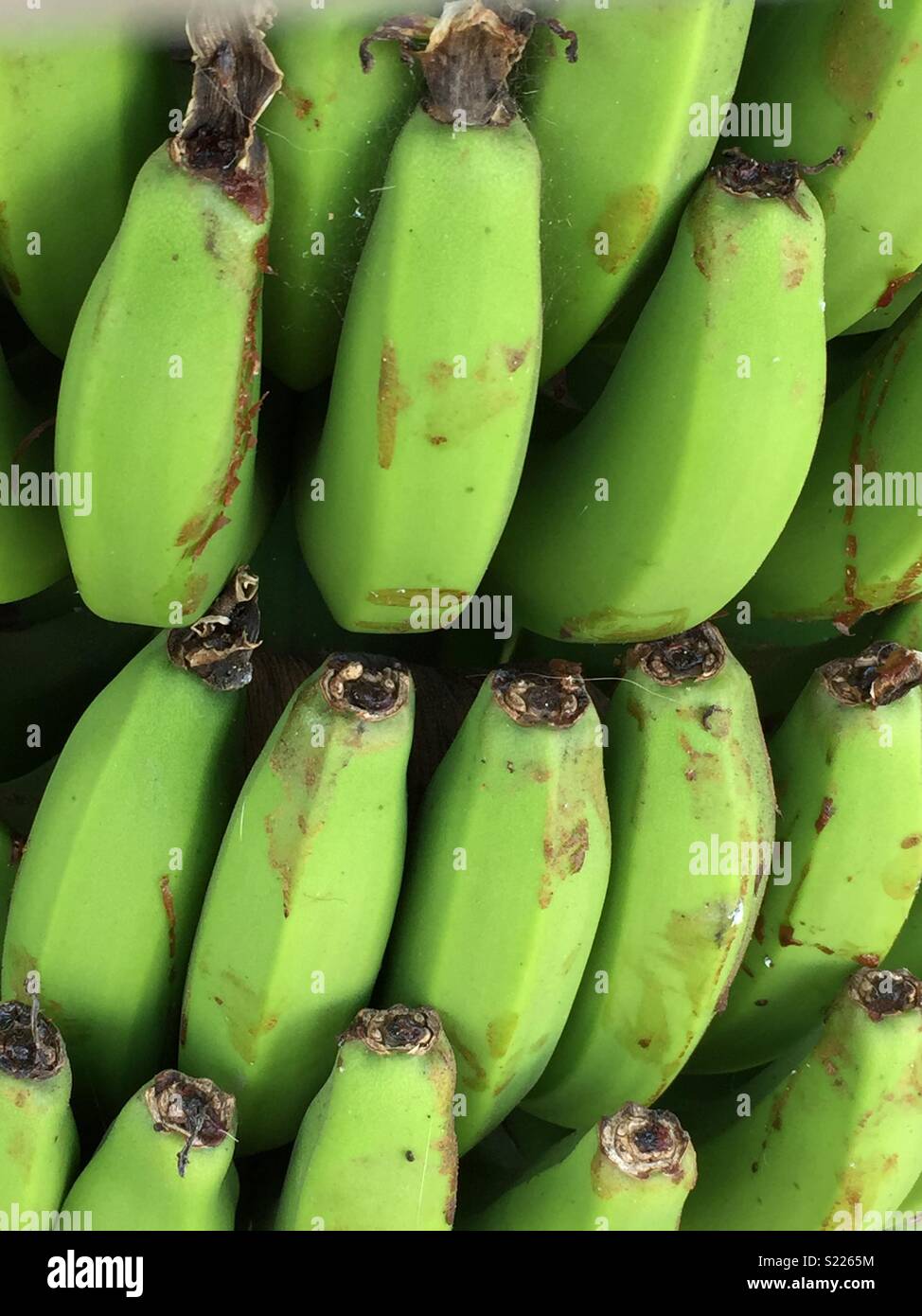 Banane verdi crescente Foto Stock