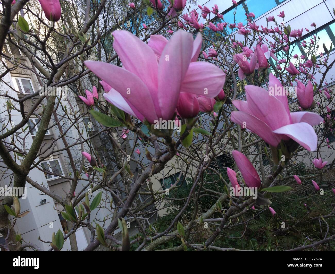 Fiori di magnolia in fiore Foto Stock