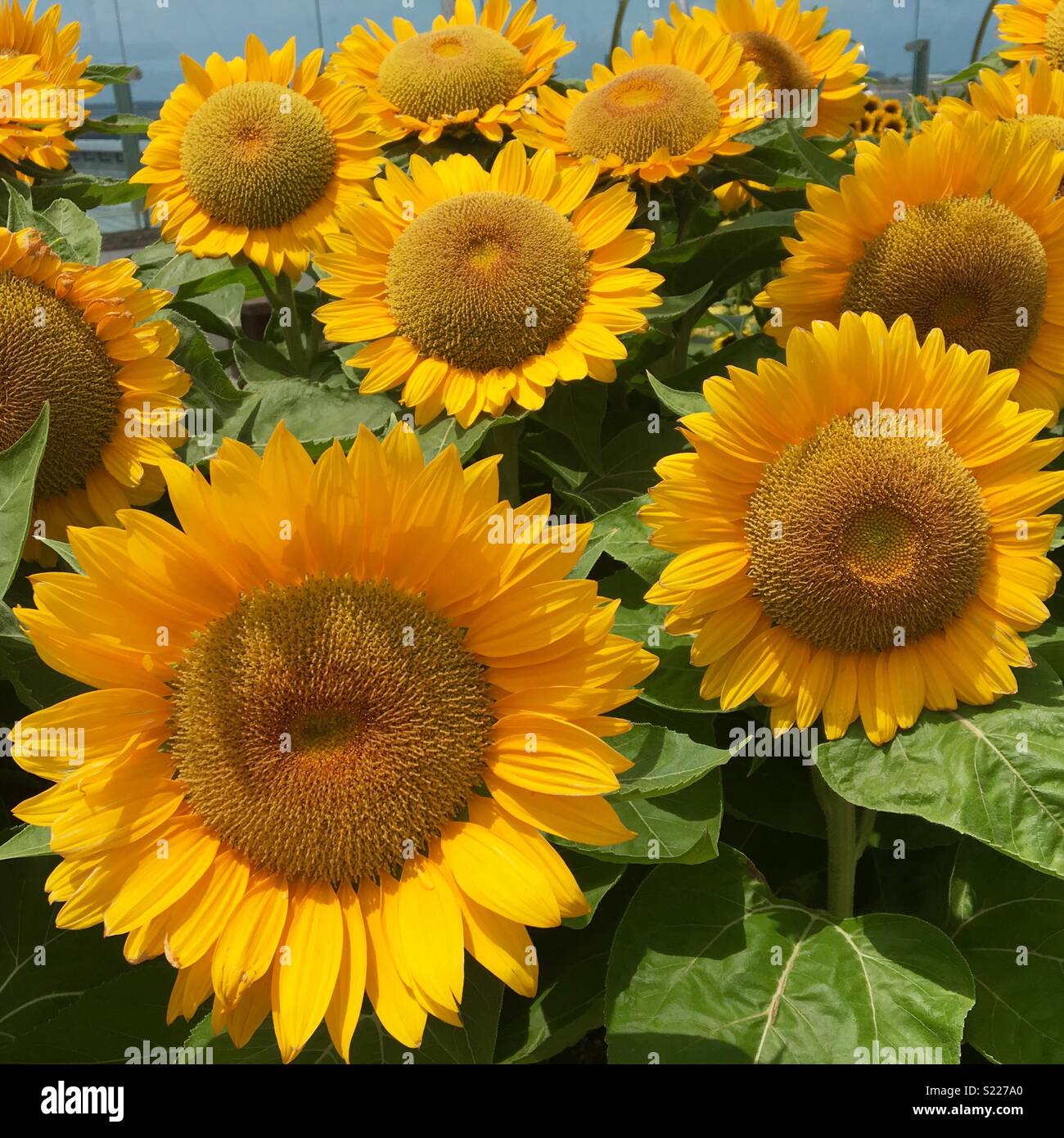 Girasoli in fiore Foto Stock