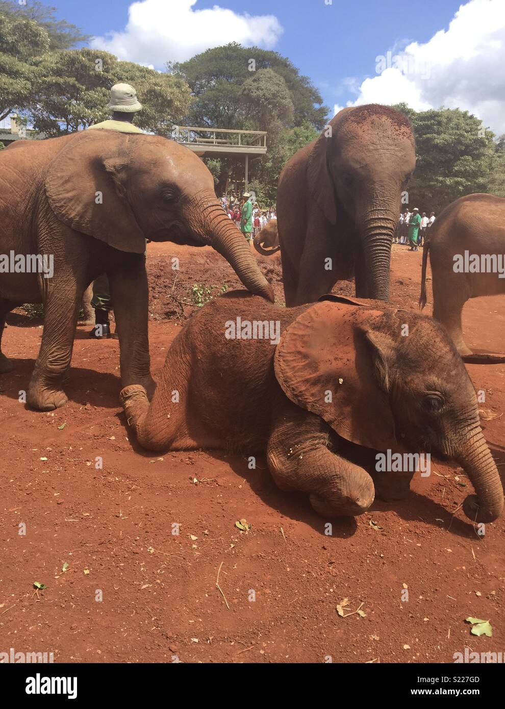 Baby elefanti nel Parco Nazionale di Nairobi e avente un bagno di polvere Foto Stock