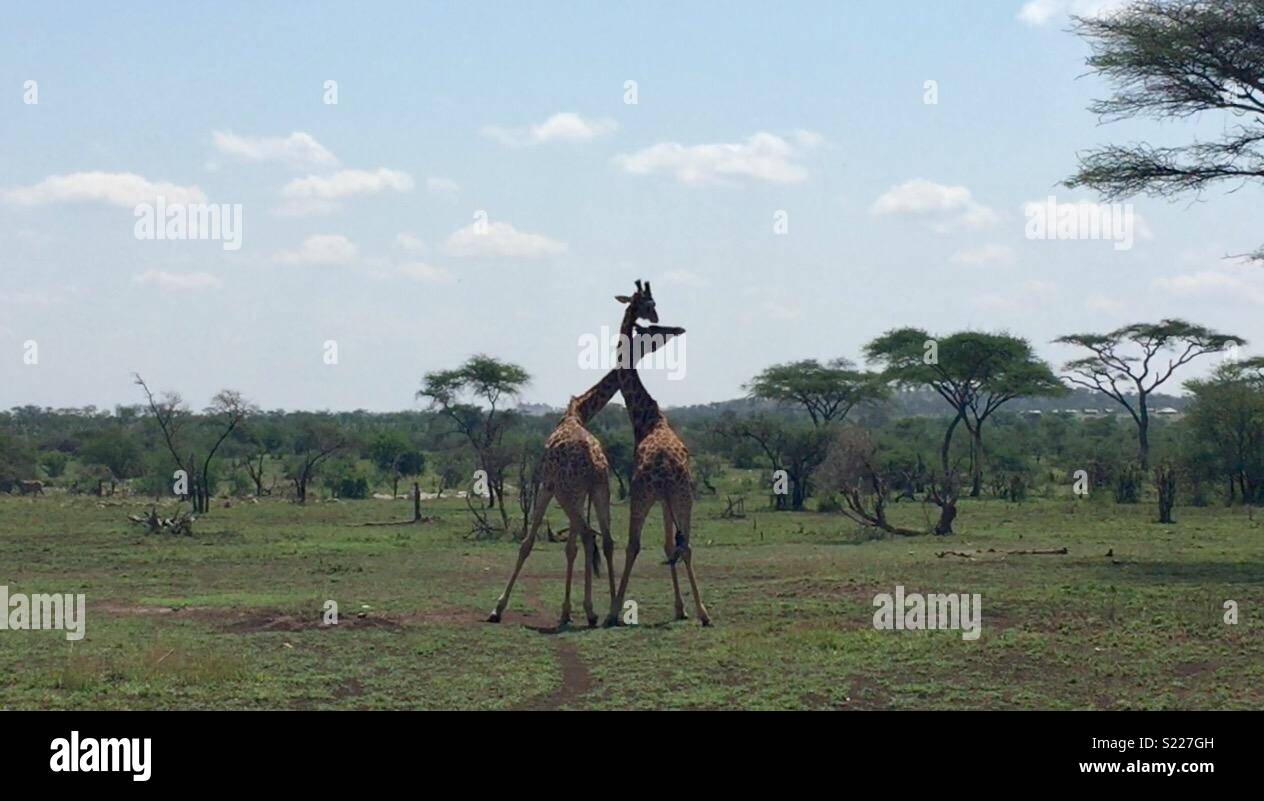 Giovane maschio giraffe collo wrestling, Serengeti 2017 Foto Stock