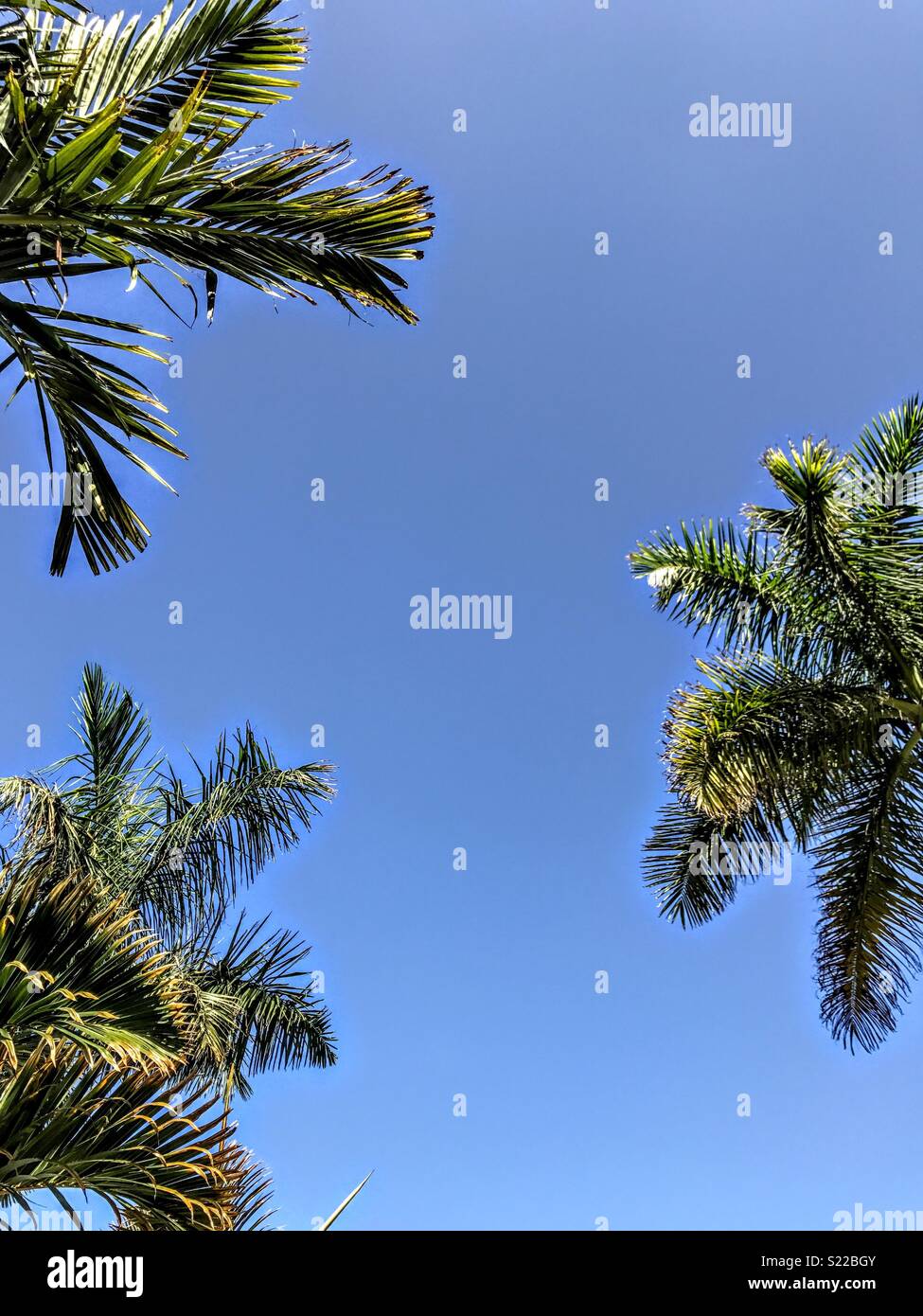 Le palme sotto un cielo blu. Foto Stock