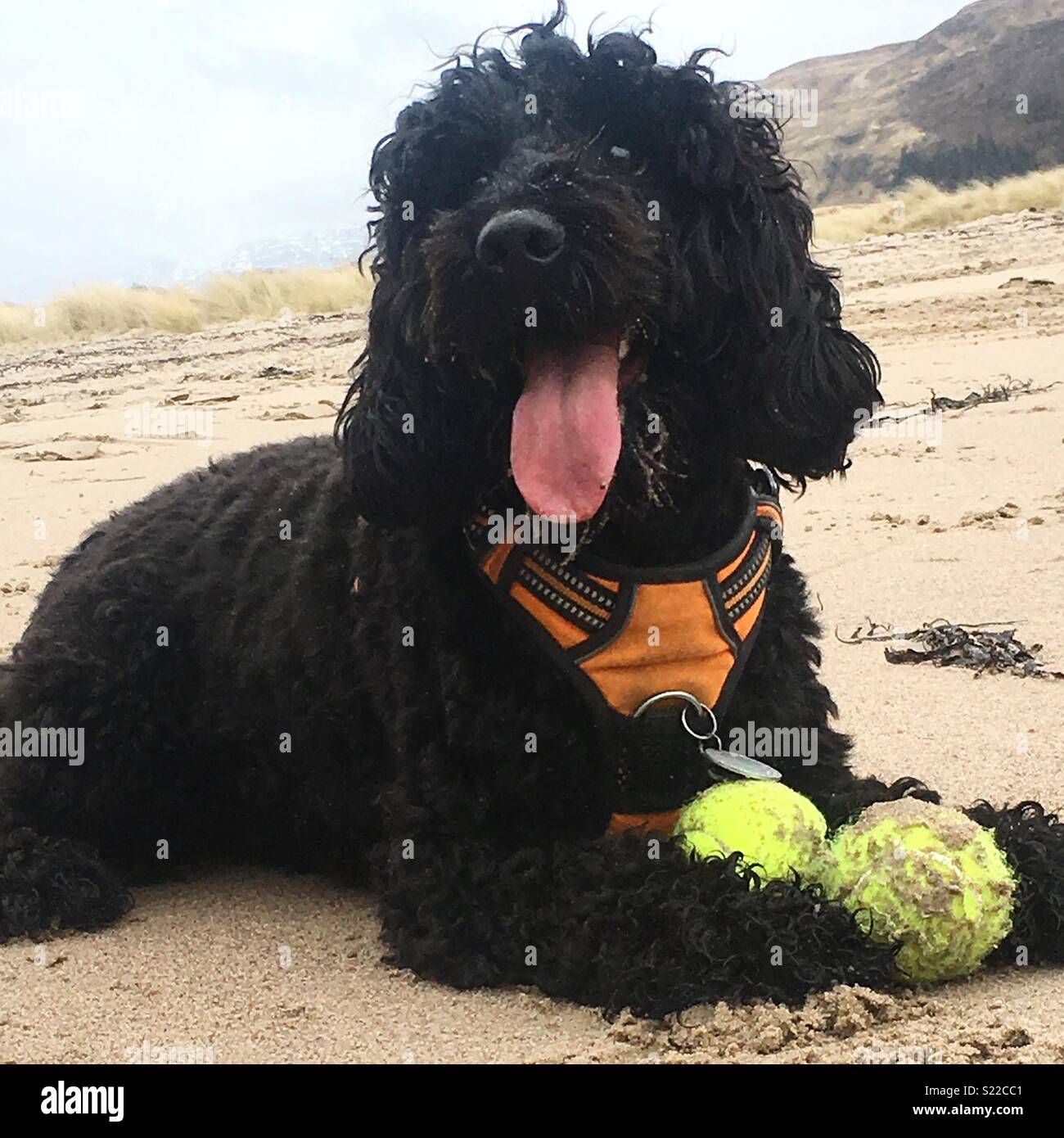 Dog Beach sfere Foto Stock