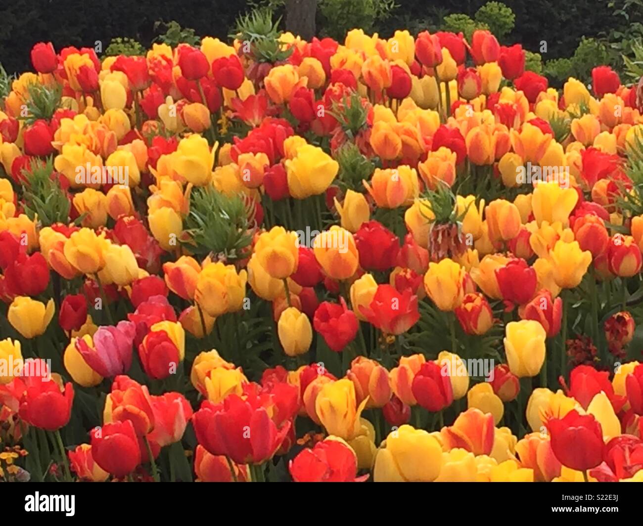 Pletora di tulipani Foto Stock