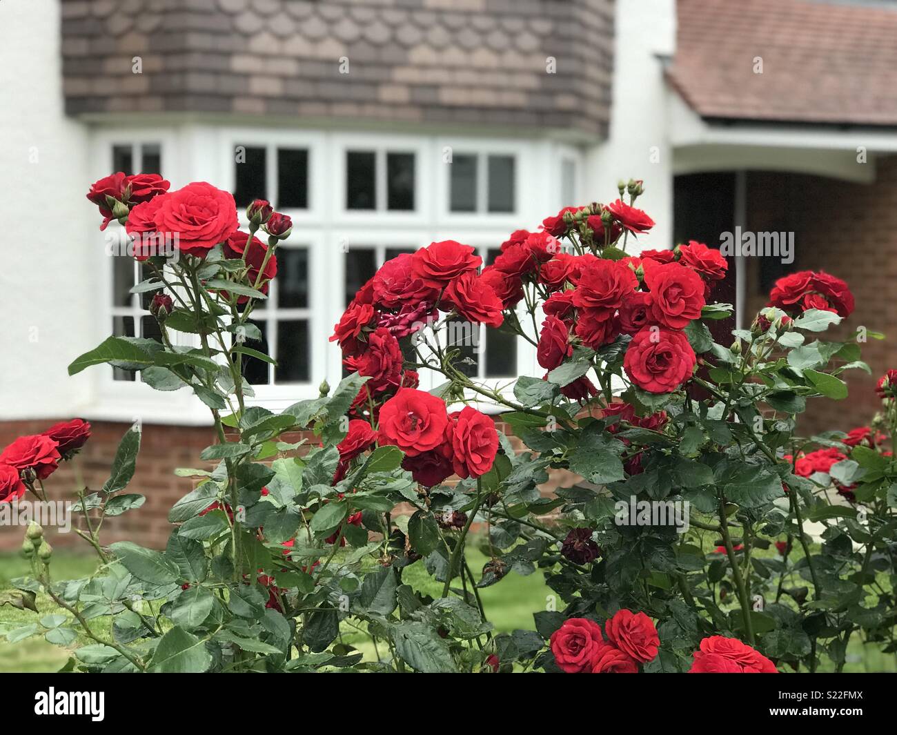 Siepe di rose sul giardino anteriore Foto stock - Alamy