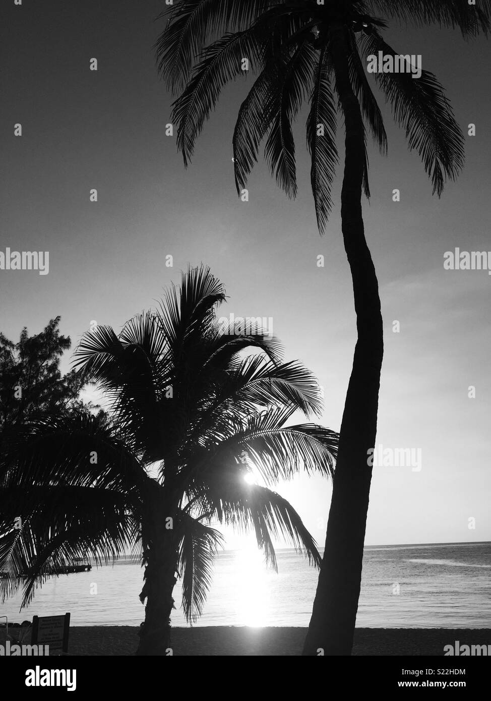 Le palme in bianco e nero... Foto Stock