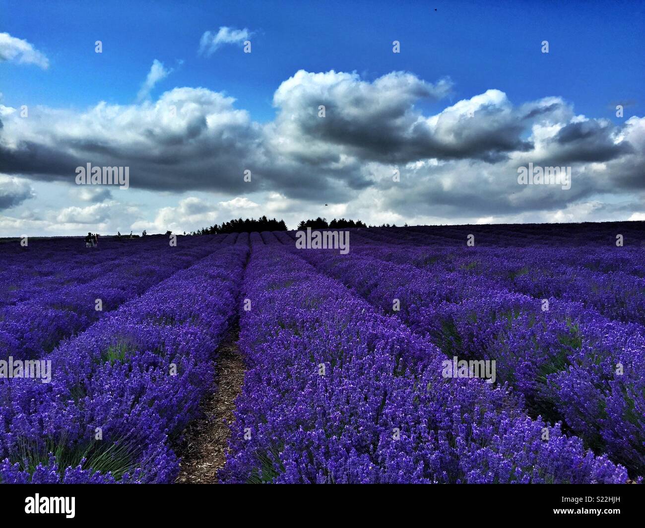 Campi di lavanda, Snowshill, Cotswolds, Gloucestershire, England, Regno Unito Foto Stock