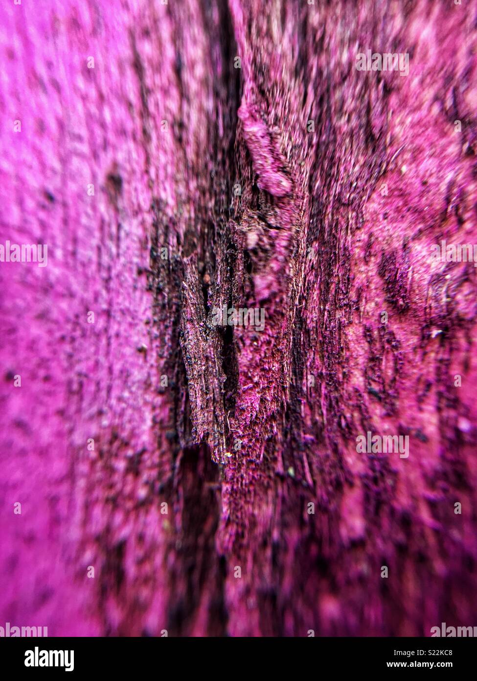 Legno di rosa macro Foto Stock