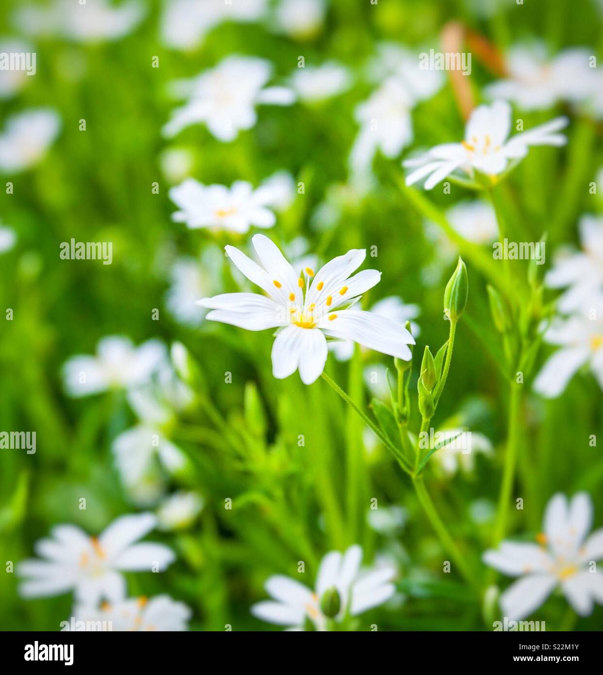 Un filo di bianco stitchwort maggiore crescita selvaggia nella campagna francese - Immagine stock catturata con smartphone