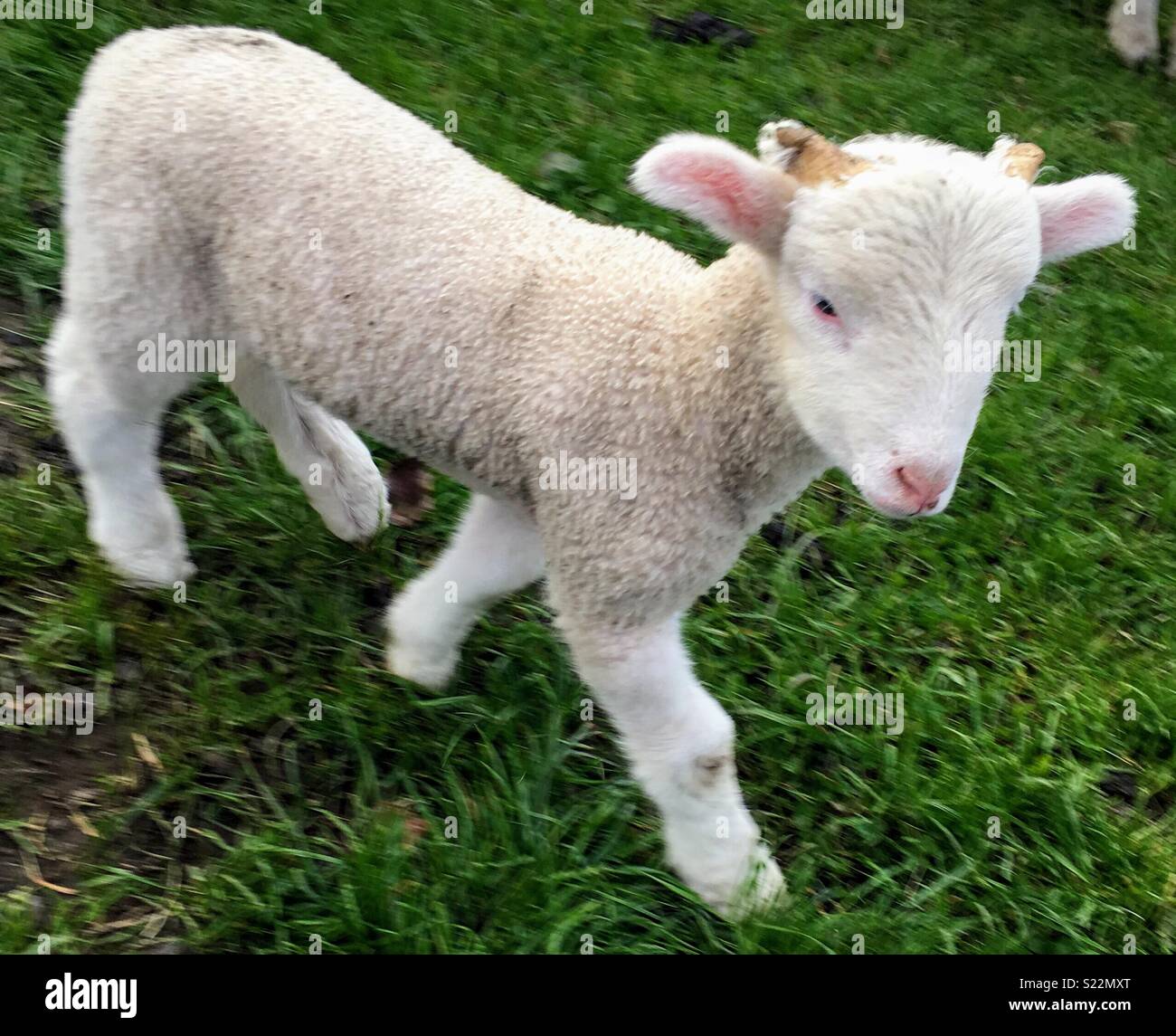 Bosco Whitefaced agnello Foto Stock