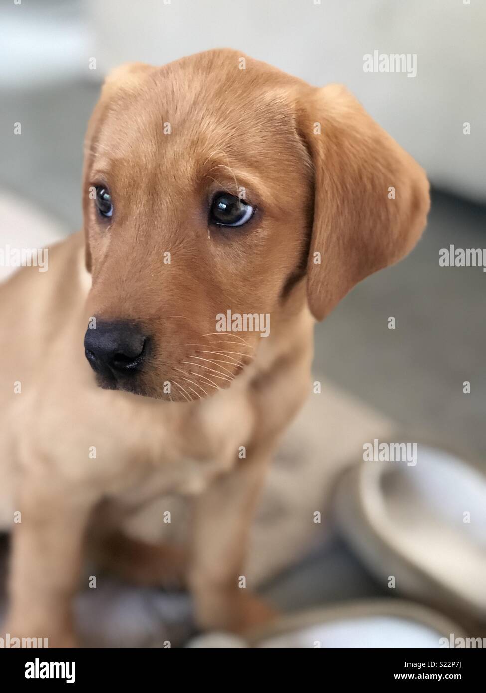 Fox Red Labrador Cucciolo Foto Stock Alamy