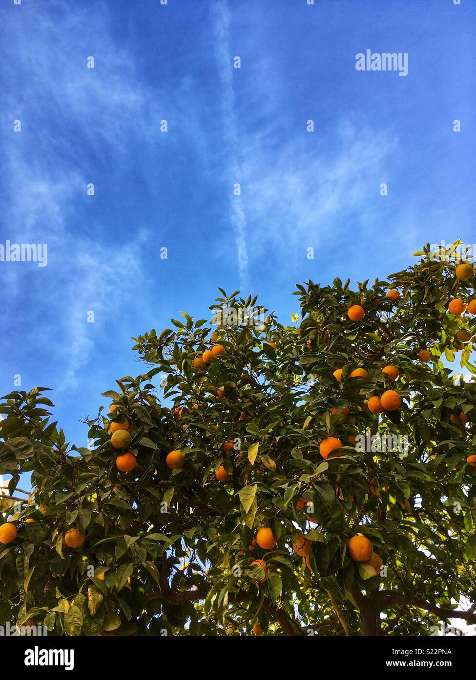 Alberi di arancio lungo le strade di Valencia Foto Stock