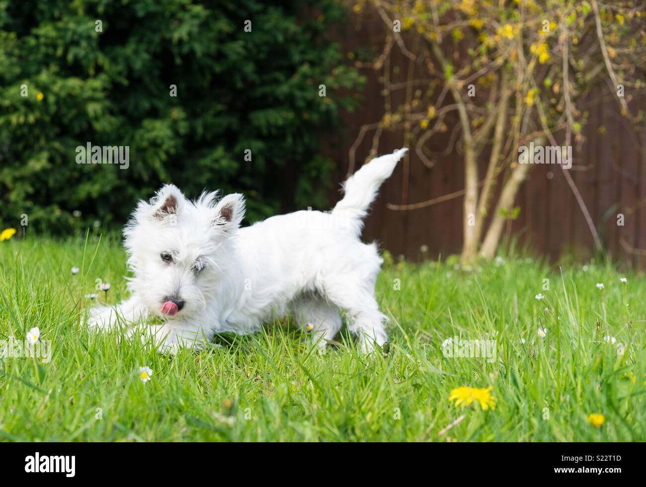 Cucciolo sbarazzino in giardino Foto Stock