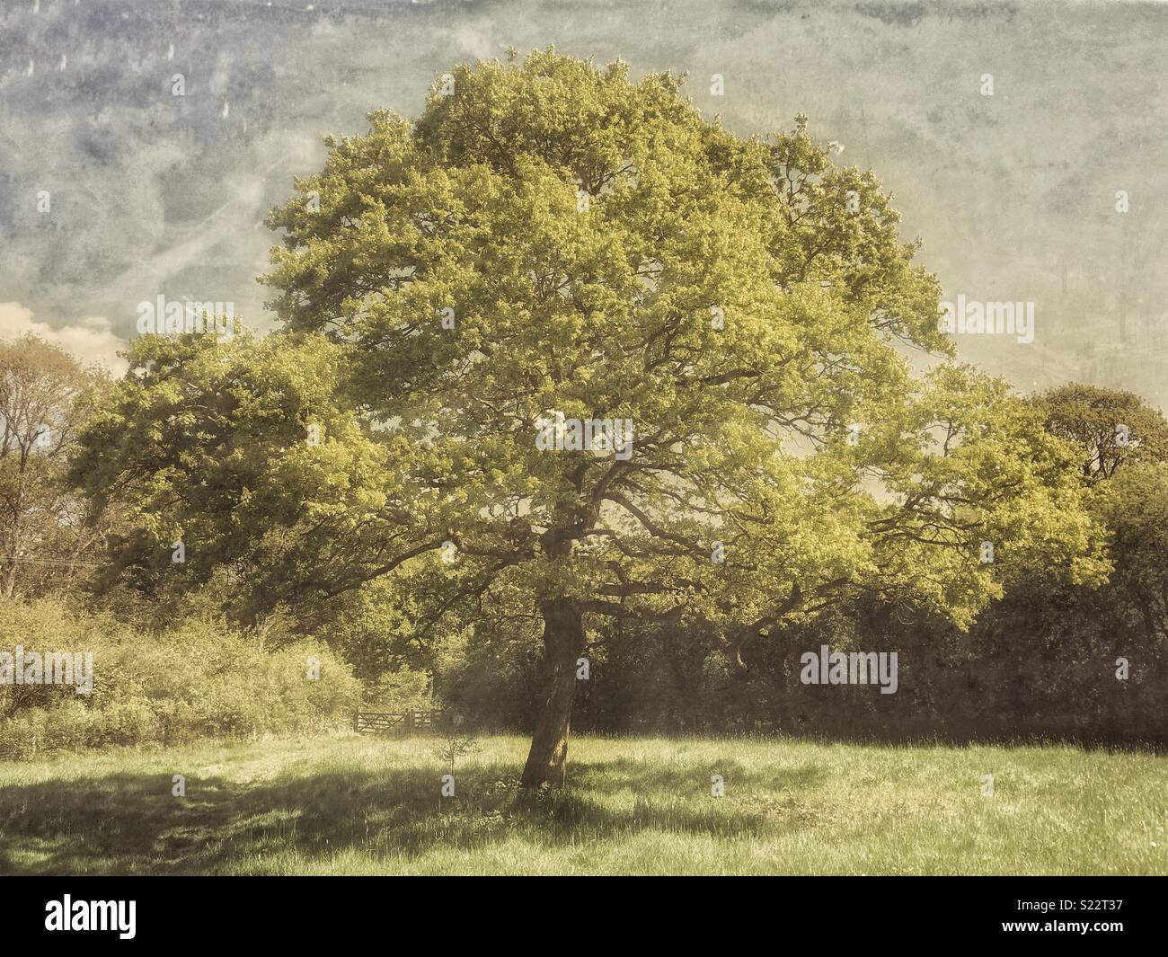 La quercia in campo con la molla nuova lascia Foto Stock