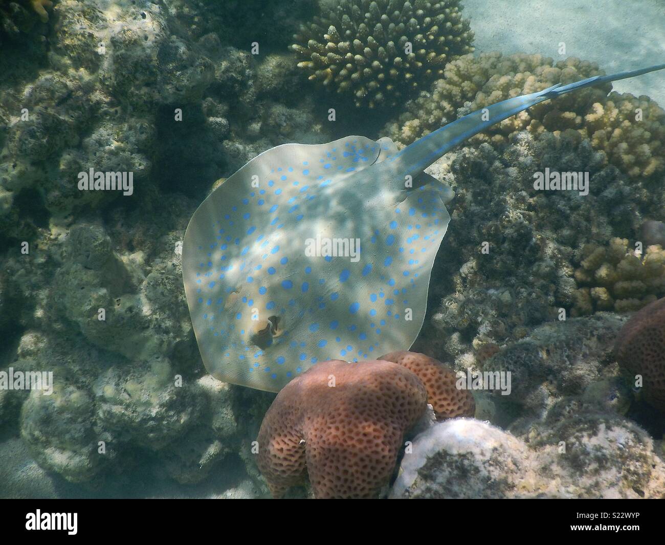 I blue spotted ray Foto Stock