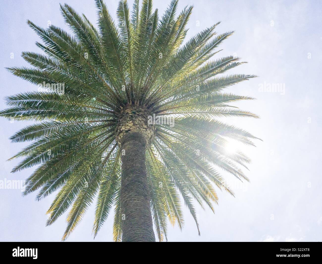 Vista dal basso di un albero di palma Foto Stock