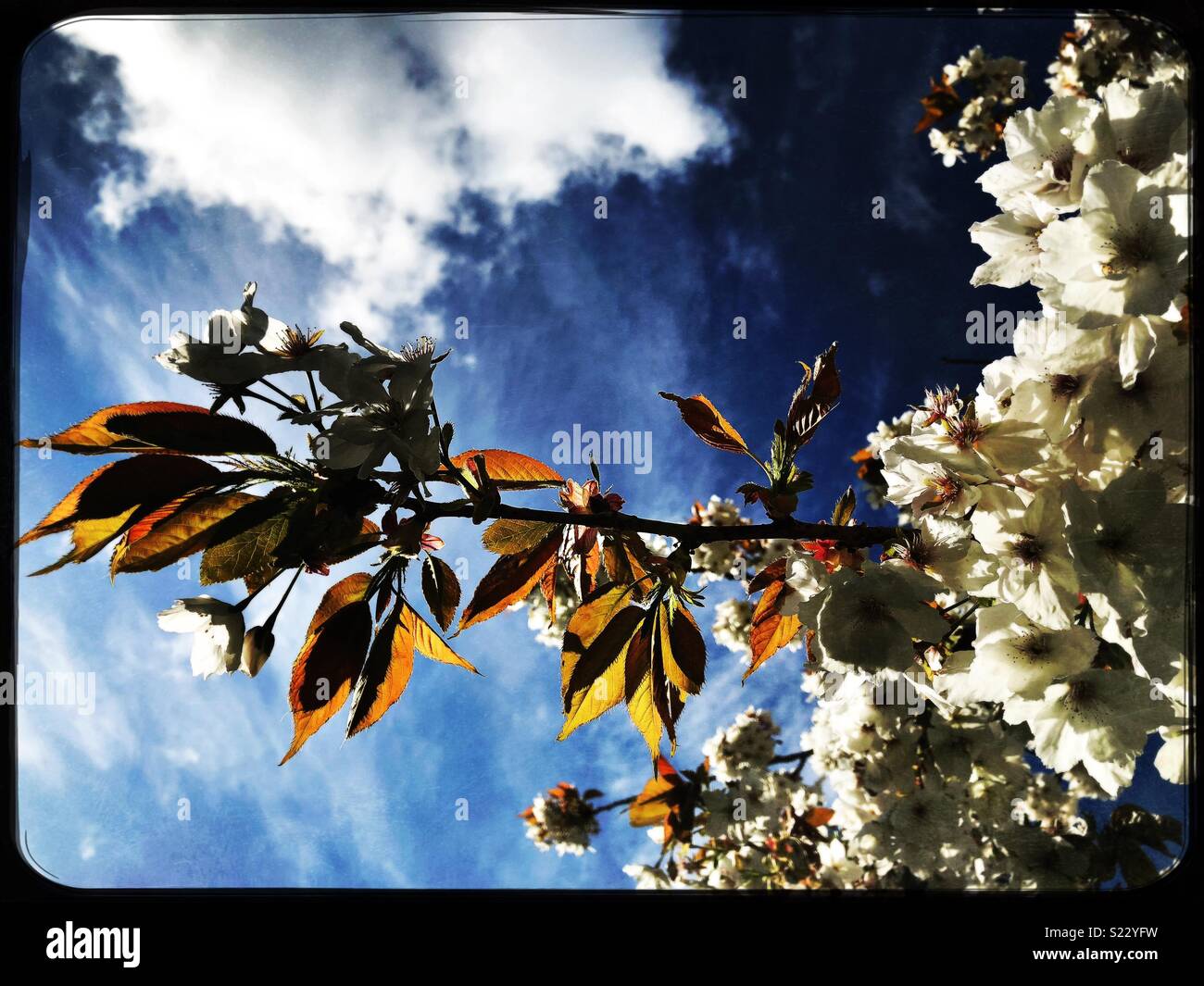 La fioritura dei ciliegi e lascia lo scoppio in una bella giornata di primavera Foto Stock