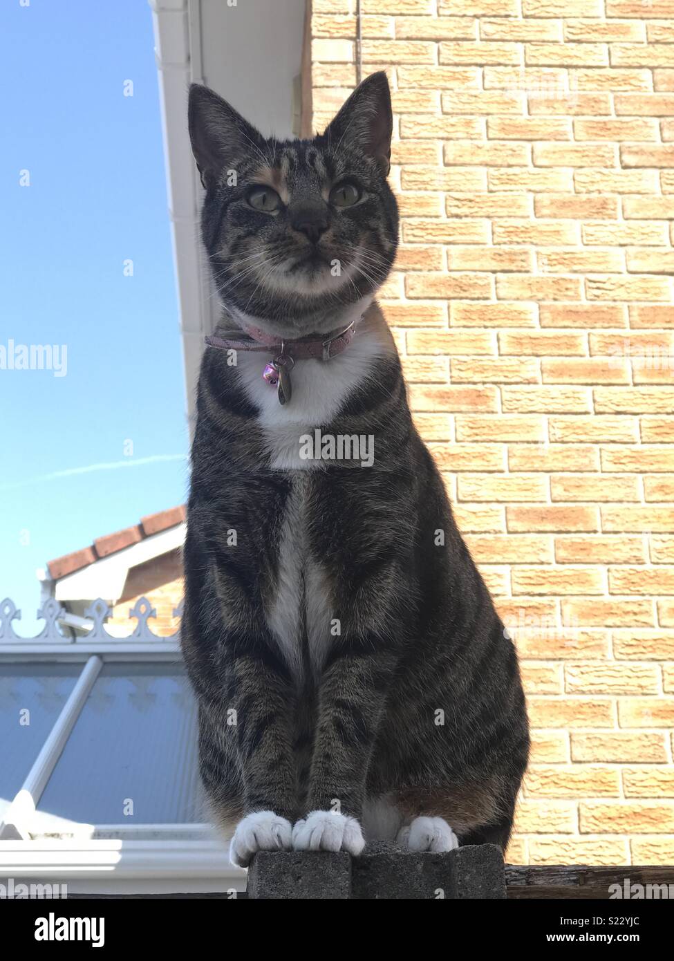 Il mio gatto si sedette sul nostro gate post, il suo nome è Lilly e lei è stata adottata attraverso la protezione dei gatti, ella ha il Bengala nel suo Heinz varietà allevamento, ella ha certamente una personalità del Bengala come pure la sua marcatura Foto Stock