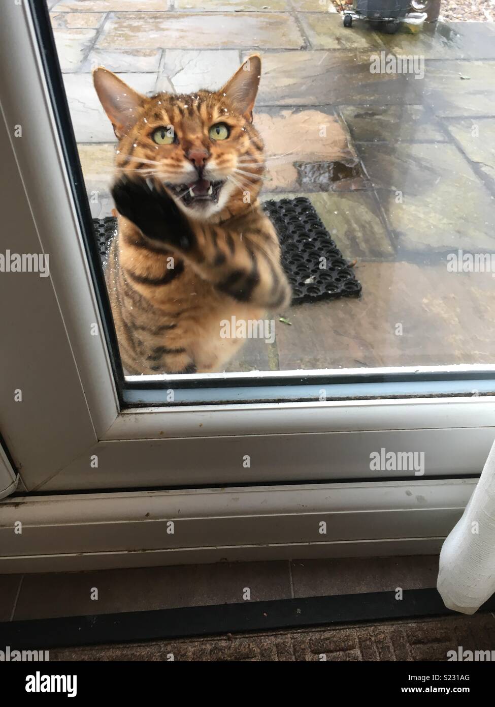 Gatto bengala vuole venire in dalla grandine Foto Stock