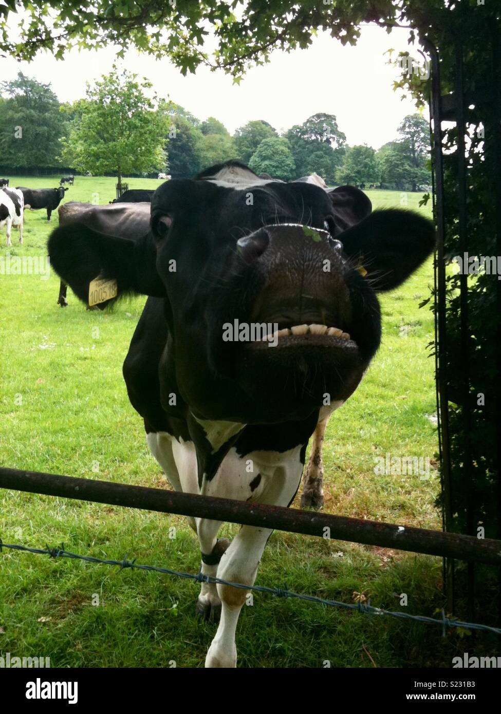 Una vacca da latte sorrisi per la fotocamera Foto Stock