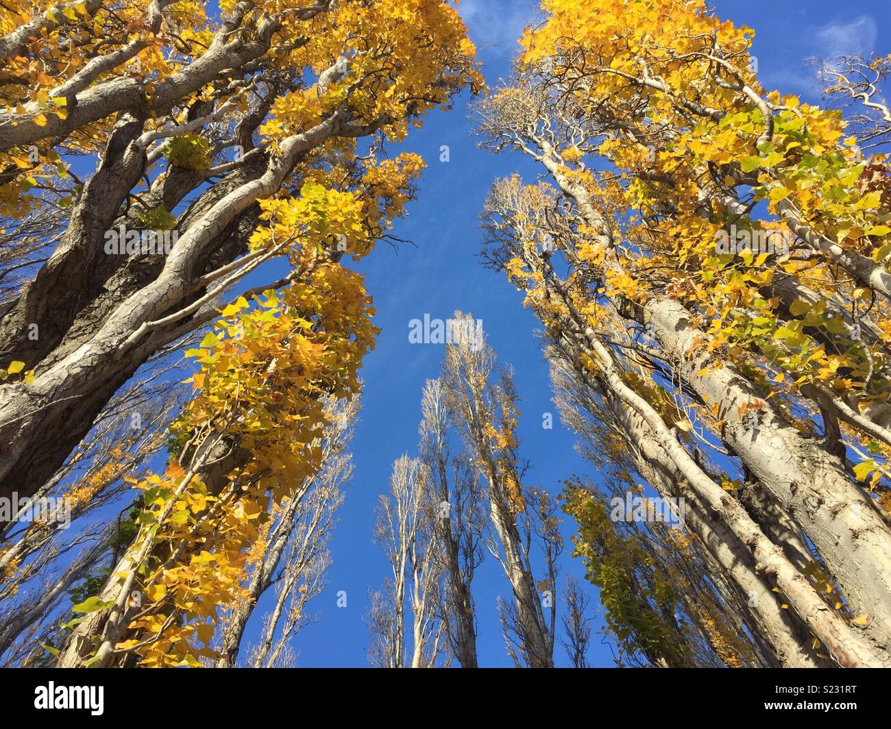 Cerca fino a treetops - Immagine stock catturata con smartphone