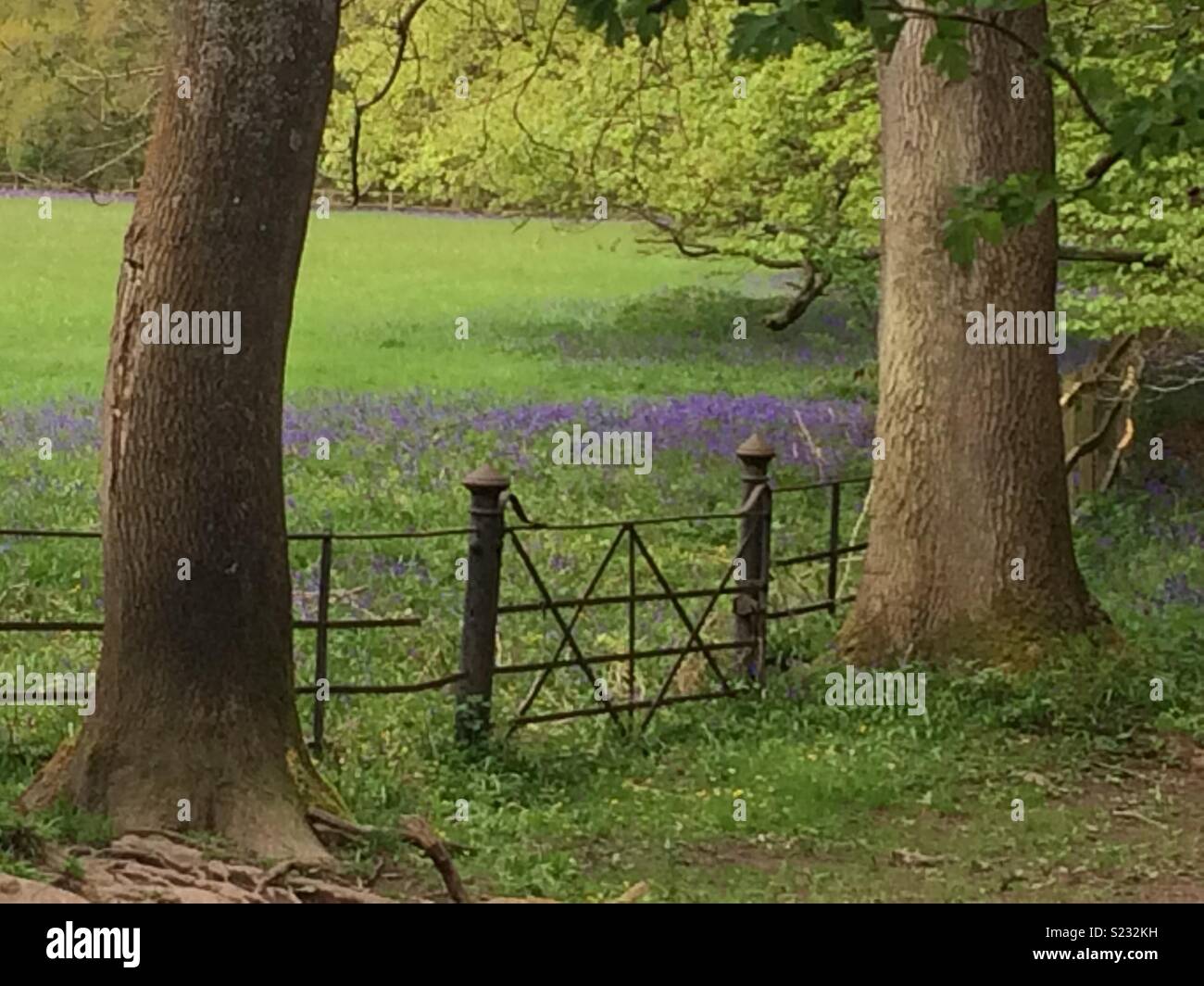 Bluebells in un prato inglese Foto Stock