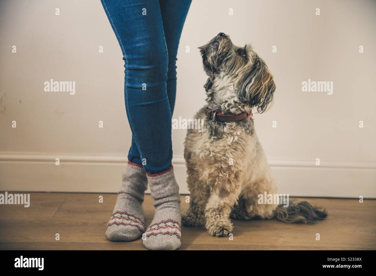 Basso angolo di visione di un simpatico cagnolino seduto accanto a lei i proprietari di moda gambe e guardando a lei longingly Foto Stock