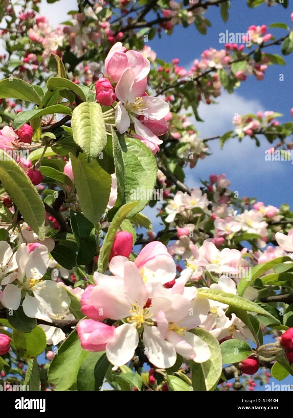 Apple Blossom sotto il sole Foto Stock