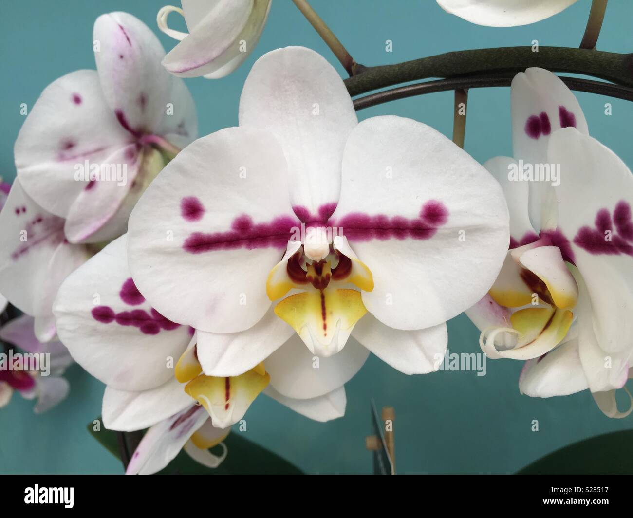 White Orchid con il viola e il centro di colore giallo Foto Stock