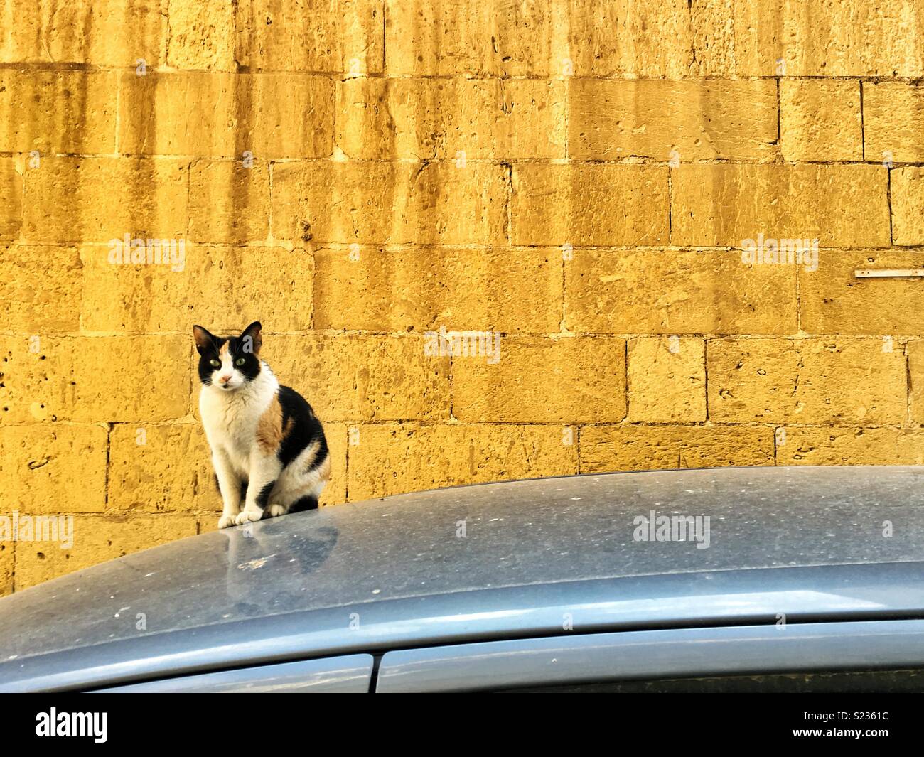 Un gatto su un tetto di una vettura Foto Stock