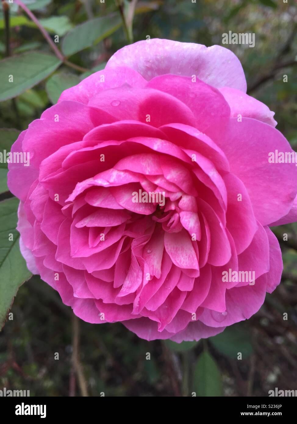 Rosa rosa in giardino Foto Stock