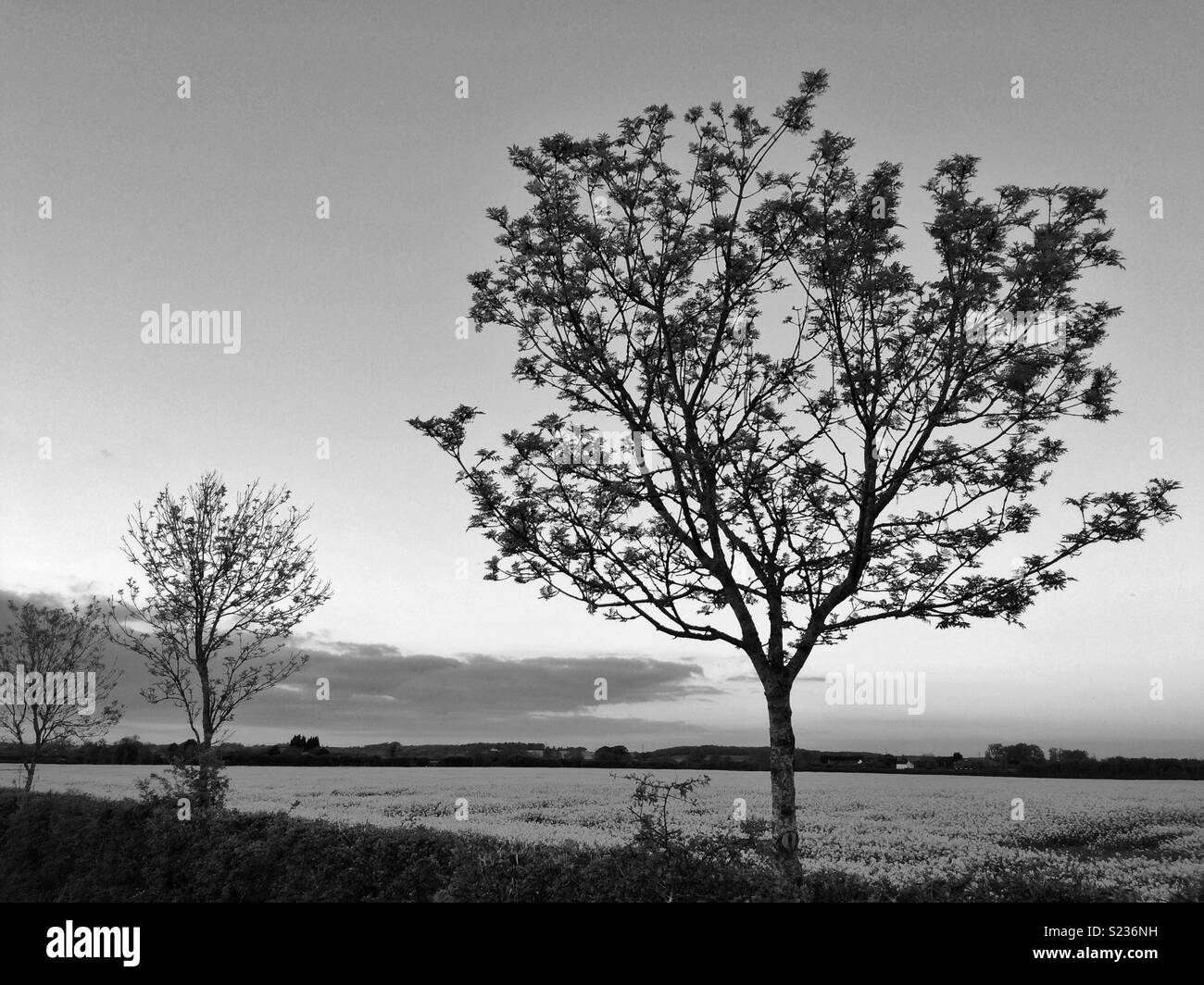 Tree silhouettes contro una molla sunrise, UK. Foto Stock